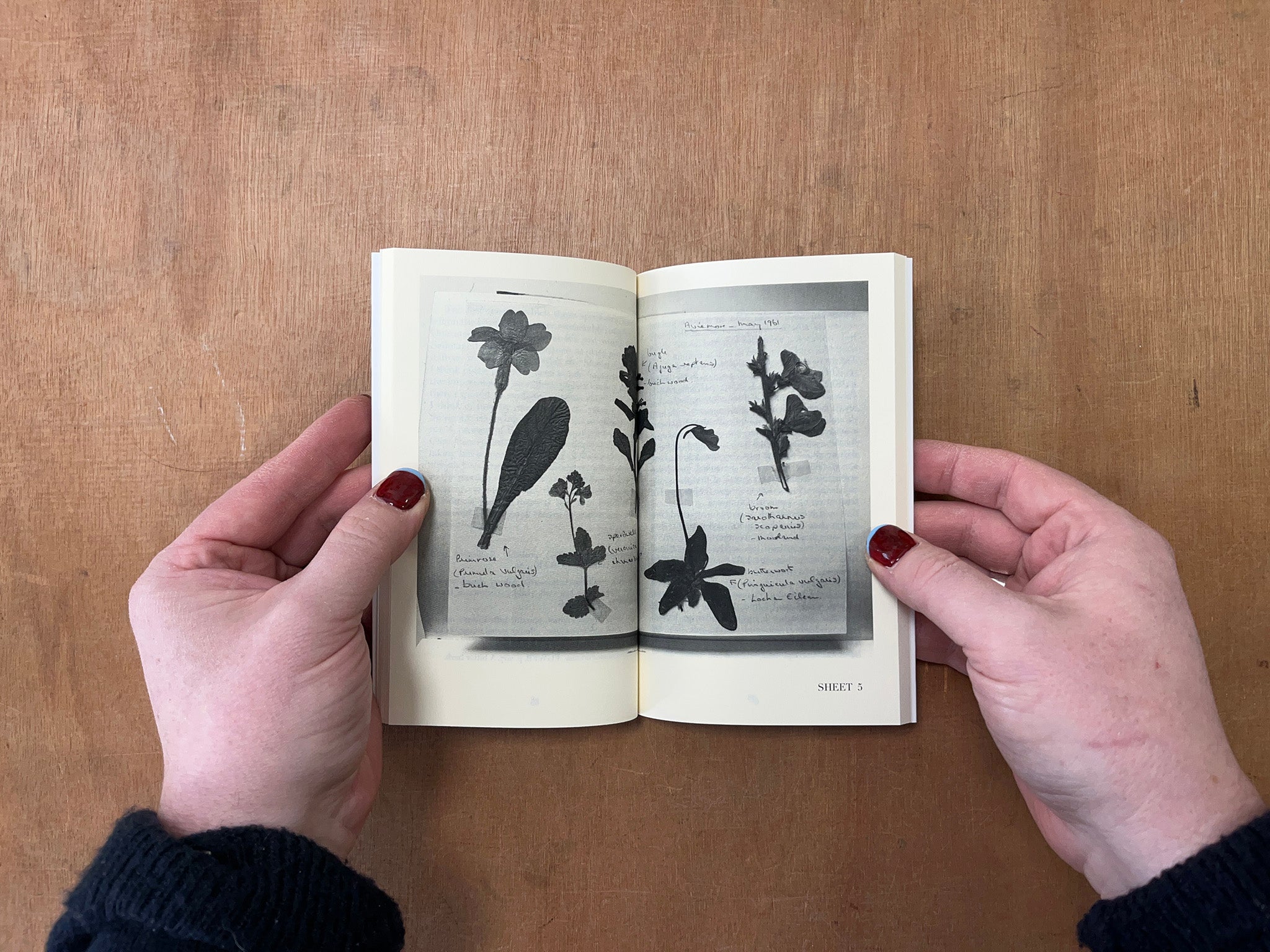 SONIA'S BOOK by Bridget Penney