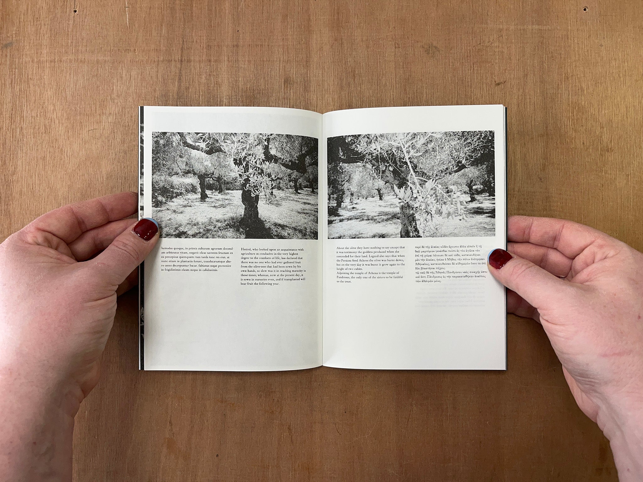 OLIVE TREE by Michael Mersinis