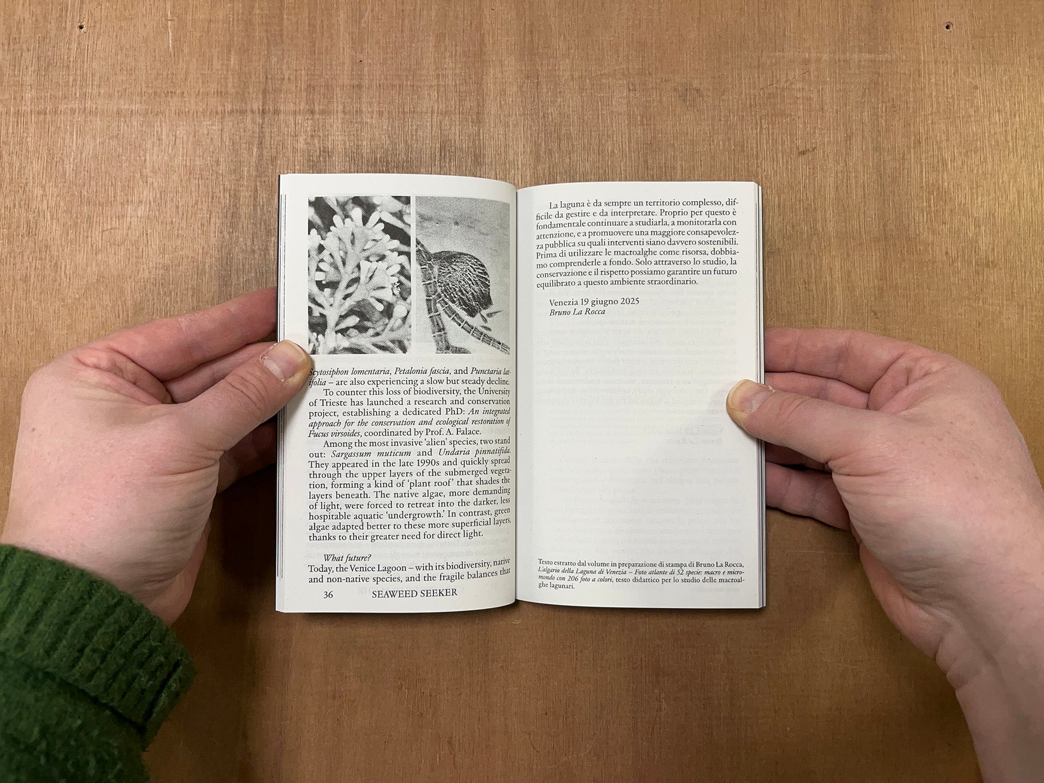 AMALGAMA by Chiara Famengo (Ed.)