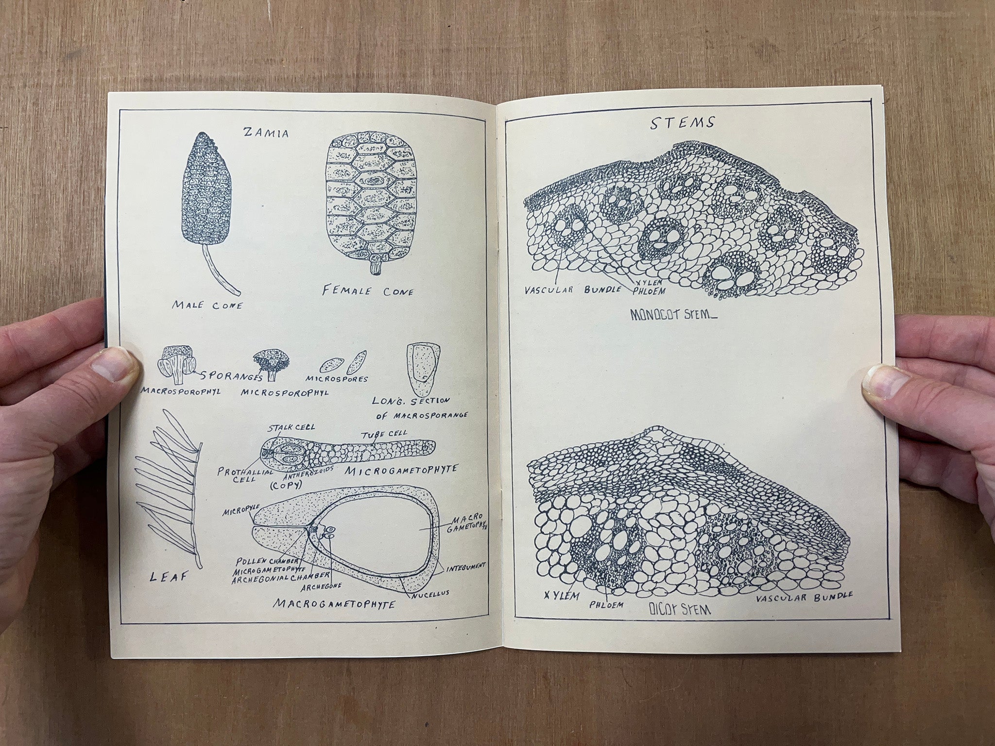 JOHNNIE ANDERSON'S BOTANY & ZOOLOGY DRAWINGS