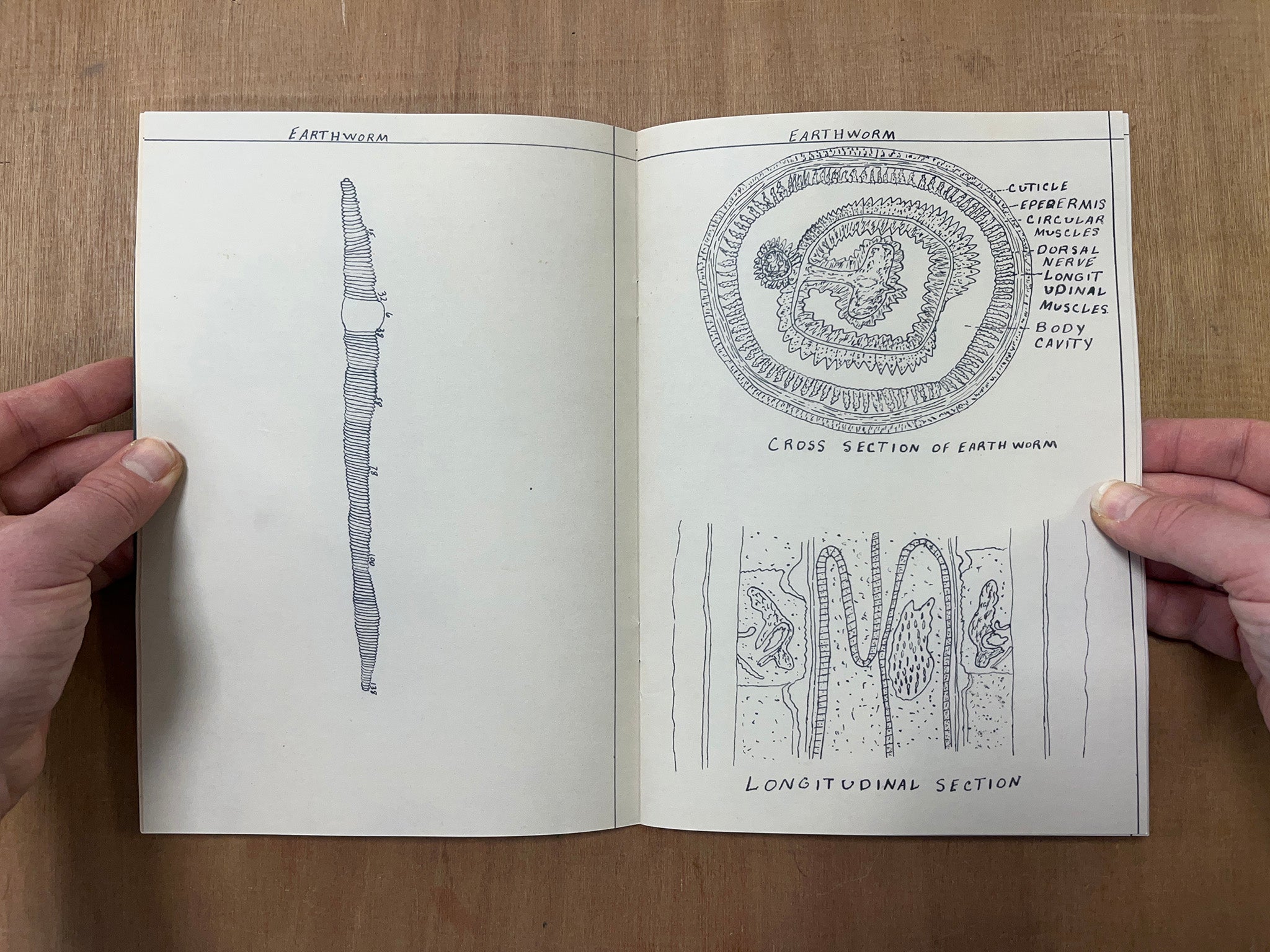 JOHNNIE ANDERSON'S BOTANY & ZOOLOGY DRAWINGS
