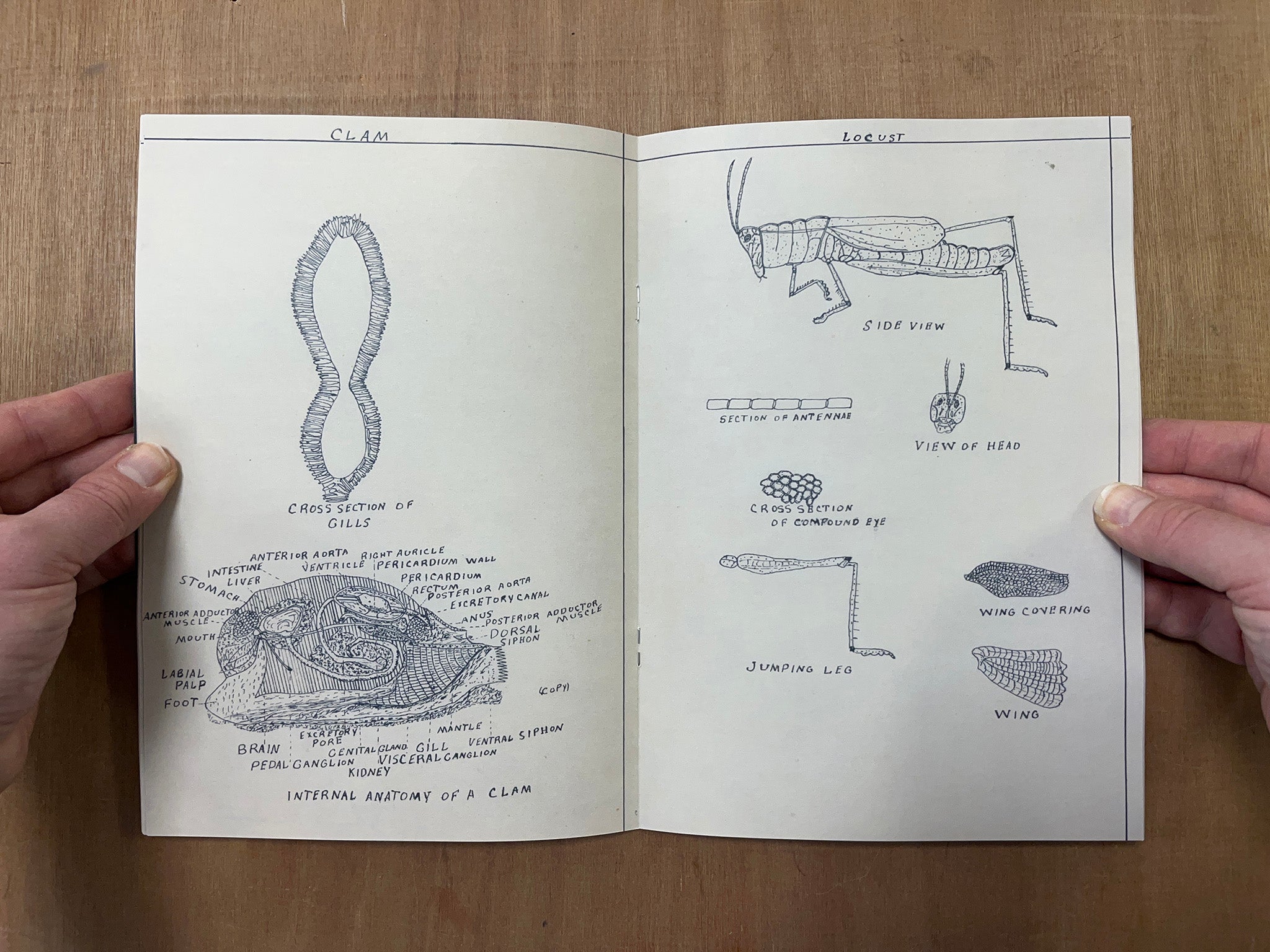 JOHNNIE ANDERSON'S BOTANY & ZOOLOGY DRAWINGS