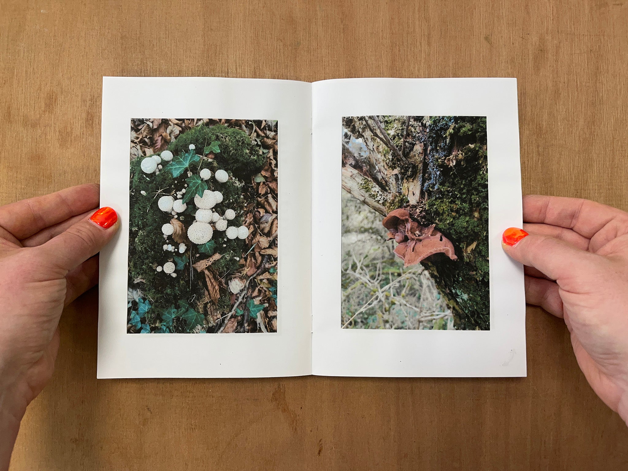 SHROOMS by Dave Emmerson