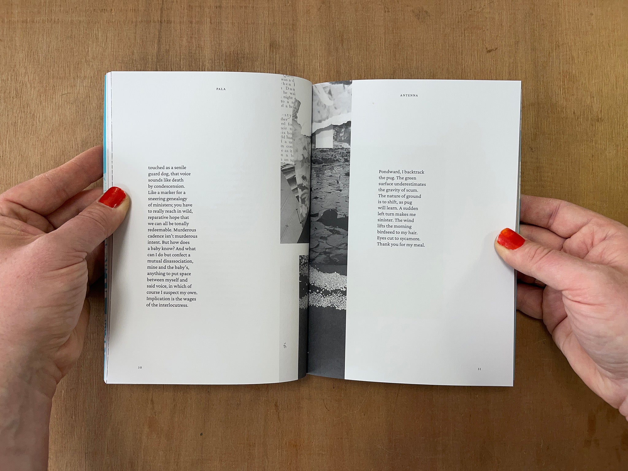 PALA ISSUE 7: ANTENNA
